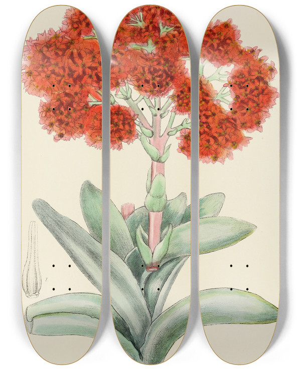 Triptych art skateboard deck of Illtyd Buller Poleevans Crassula Falcata by Illtyd Buller Pole-Evans (1879-1968)