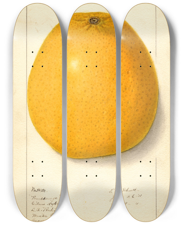 Triptych art skateboard deck of Ellen Isham Schutt Citrus by Ellen Isham Schutt (1873-1955)