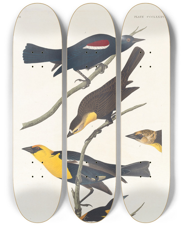 Triptych art skateboard deck of John James Audubon Nuttalls Starling Yellowheaded Troopial Bullocks Oriole by John James Audubon (1785-1851)