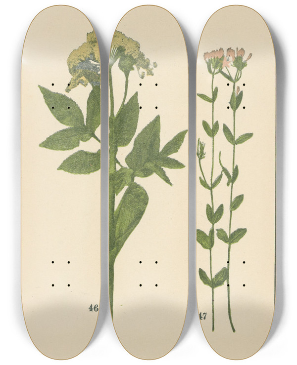 Triptych art skateboard deck of Sebastian Kneipp Plantatlas To My Watercure Pl10 by Sebastian Kneipp (1821-1897)