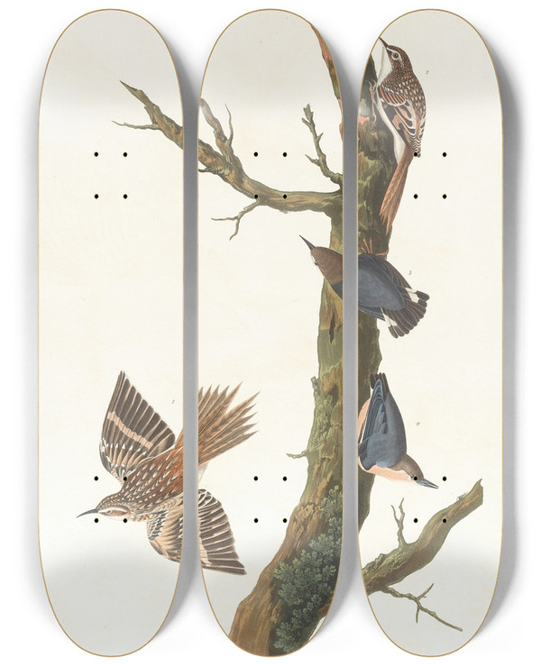 Triptych art skateboard deck of John James Audubon Brown Creeper Californian Nuthatch by John James Audubon (1785-1851)