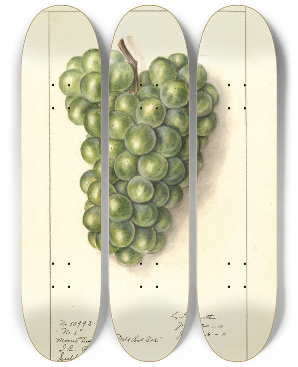 Triptych art skateboard deck of Ellen Isham Schutt Vitis_1 by Ellen Isham Schutt (1873-1955)