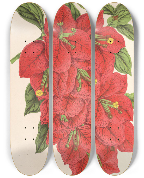 Triptych art skateboard deck of Charles Antoine Lemaire Bougainvillea Spectabilis by Charles Antoine Lemaire (1800-1871)