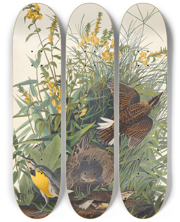 Triptych art skateboard deck of John James Audubon Meadow Lark by John James Audubon (1785-1851)