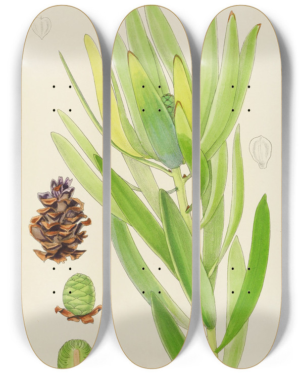 Triptych art skateboard deck of Illtyd Buller Poleevans Leucadendron Stokoei Female by Illtyd Buller Pole-Evans (1879-1968)