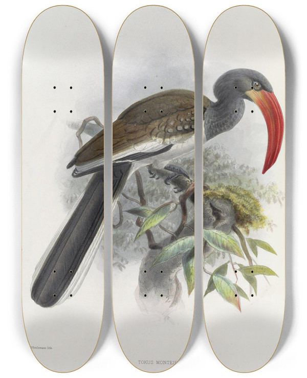 Triptych art skateboard deck of Daniel Giraud Elliot Tockus Monteiri by Daniel Giraud Elliot (1835-1915)