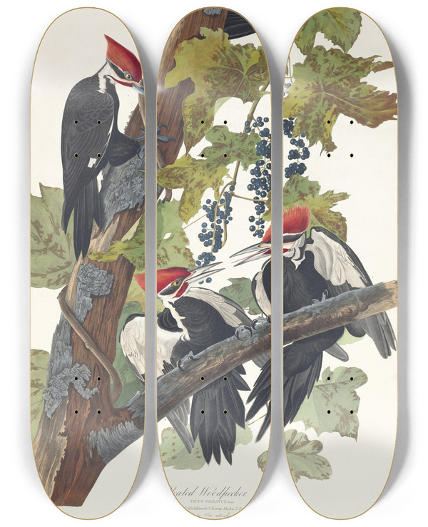 Triptych art skateboard deck of John James Audubon Pileated Woodpecker by John James Audubon (1785-1851)