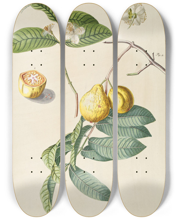 Triptych art skateboard deck of Georg Dionysius Ehret Guaiaba by Georg Dionysius Ehret (1708-1770)