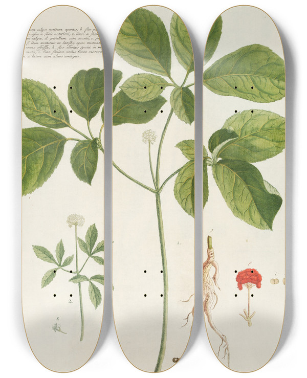 Triptych art skateboard deck of Georg Dionysius Ehret Araliastrum by Georg Dionysius Ehret (1708-1770)