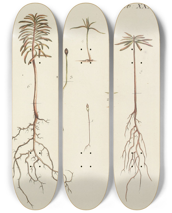 Triptych art skateboard deck of Carl Christoph Oelhafen Von Schllenbach Abbildung Der Wilden Bume Stauden Und Buschgewchse Pl033 by Carl Christoph Oelhafen Von Schollenbach (1709-1785)