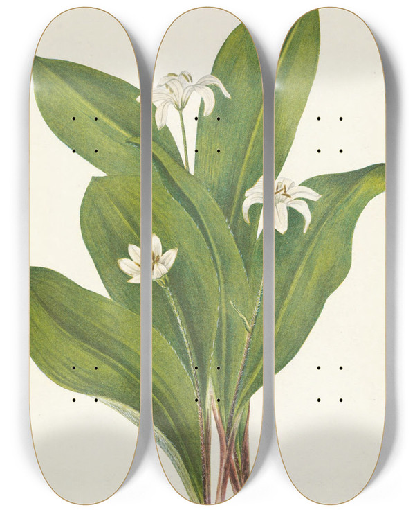 Triptych art skateboard deck of Mary Vaux Walcott Queencup Flower Clintonia Uniflora by Mary Vaux Walcott (1860-1940)
