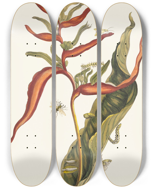 Triptych art skateboard deck of Maria Sibylla Merian Ballia by Maria Sibylla Merian (1647-1717)