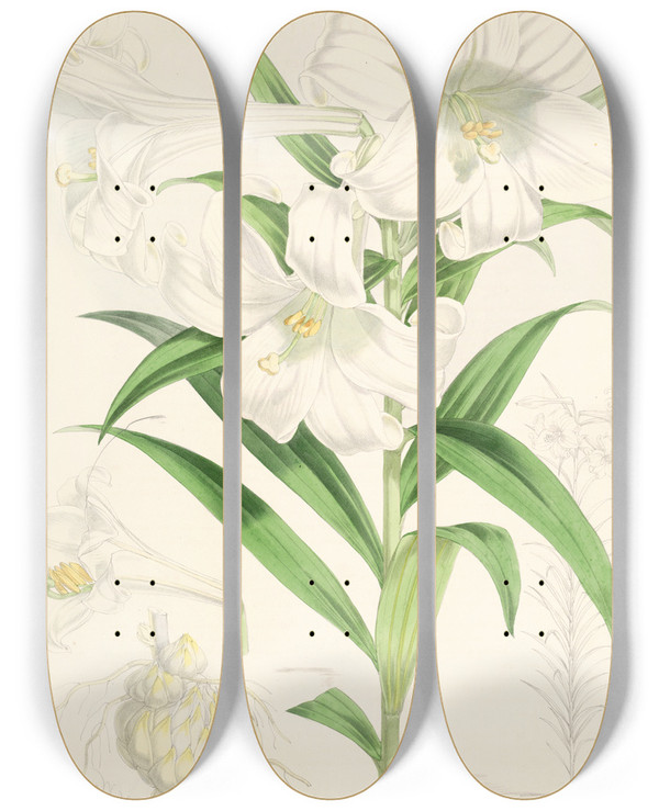 Triptych art skateboard deck of Walter Hood Fitch Lilium Lingiflorium by Walter Hood Fitch (1817-1892)