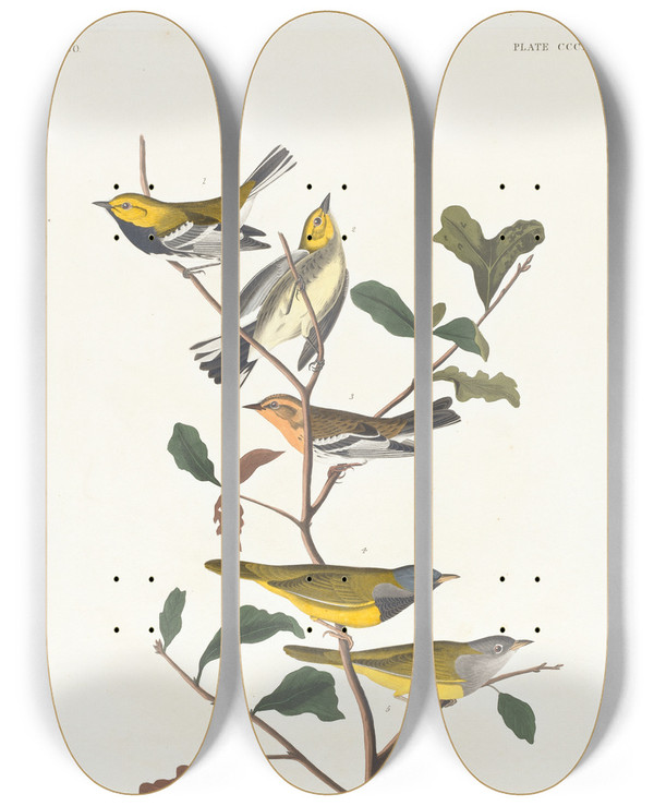 Triptych art skateboard deck of John James Audubon Blackthroated Green Warbler Blackburnian W Mourning Warbler by John James Audubon (1785-1851)