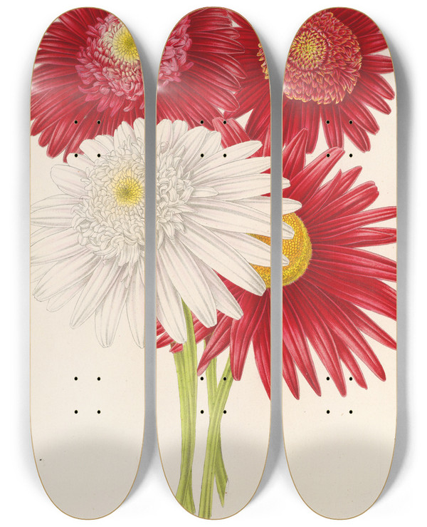 Triptych art skateboard deck of Charles Antoine Lemaire Pyrethrum Roseum Varits Jardiniques Du by Charles Antoine Lemaire (1800-1871)