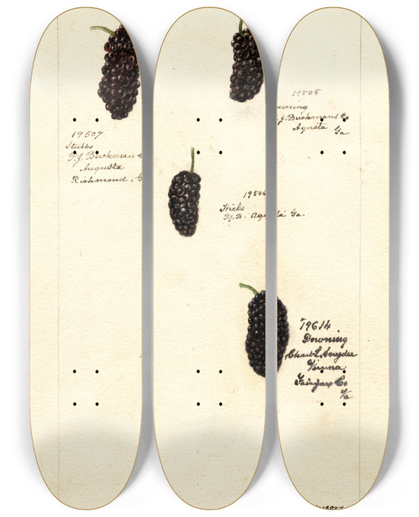Triptych art skateboard deck of Deborah Griscom Passmore Rubus by Deborah Griscom Passmore (1840-1911)
