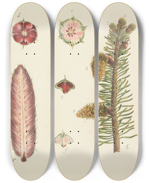 Triptych art skateboard deck of Carl Christoph Oelhafen Von Schllenbach Abbildung Der Wilden Bume Stauden Und Buschgewchse Pl006 by Carl Christoph Oelhafen Von Schollenbach (1709-1785)