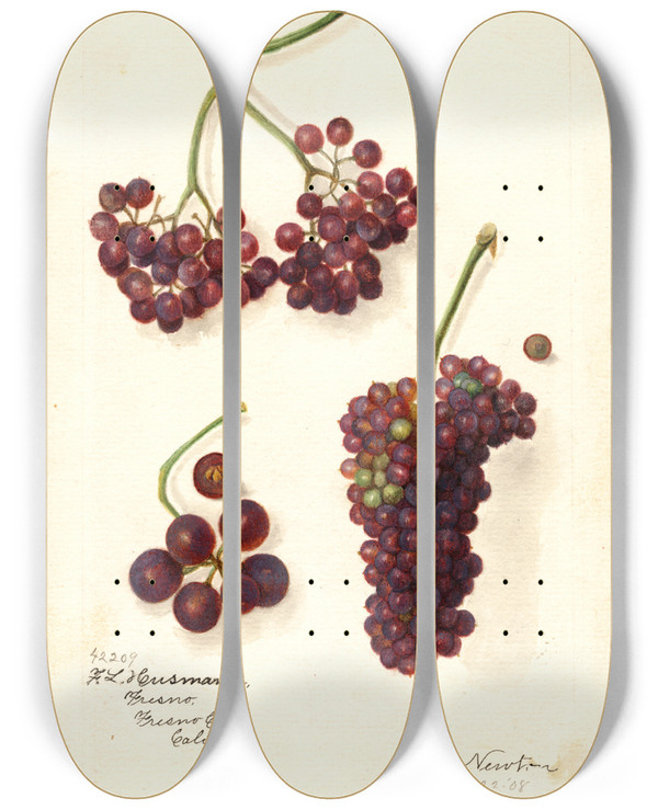 Triptych art skateboard deck of Amanda Almira Newton Vitis Panariti by Amanda Almira Newton (1860-1943)