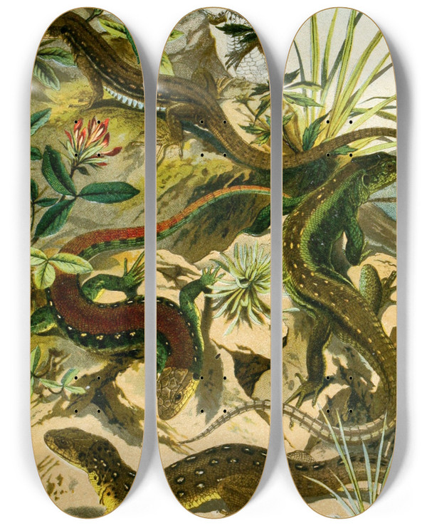 Triptych art skateboard deck of Bruno Drigen Lacerta Agilis Var Erythromotus Lac Muralis by Bruno Durigen (1853-1930)