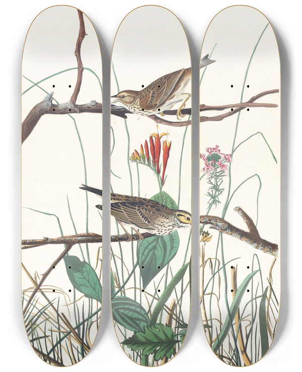 Triptych art skateboard deck of John James Audubon Savannah Finch by John James Audubon (1785-1851)