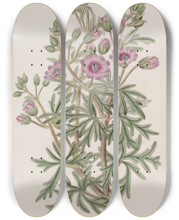 Triptych art skateboard deck of Sydenham Edwards Tuberous Geranium Branched Variety by Sydenham Edwards (1768-1819)
