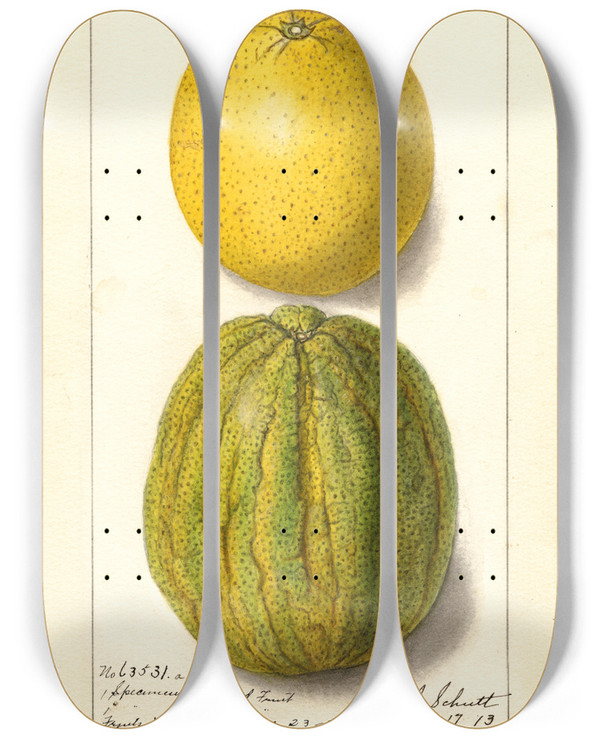 Triptych art skateboard deck of Ellen Isham Schutt Citrus Sinensis Valencia_3 by Ellen Isham Schutt (1873-1955)