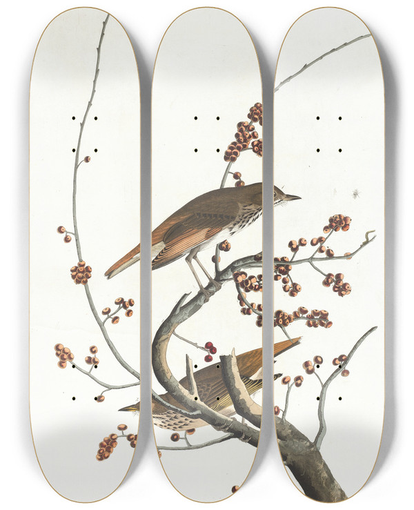 Triptych art skateboard deck of John James Audubon Hermit Thrush by John James Audubon (1785-1851)