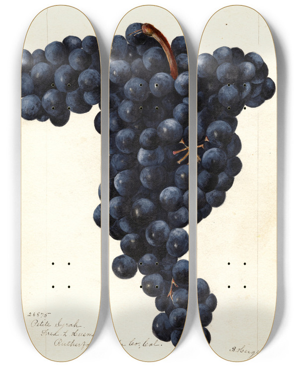 Triptych art skateboard deck of Bertha Heiges Vitis Petite Syrah by Bertha Heiges (1866-1956)