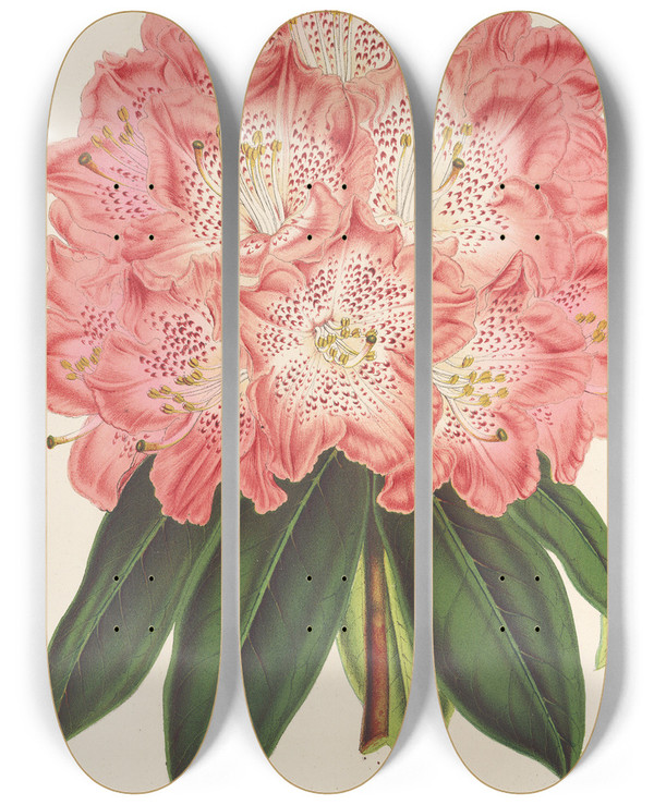 Triptych art skateboard deck of Charles Antoine Lemaire Rhododendrum Hybridum Duchesse De Nassau by Charles Antoine Lemaire (1800-1871)