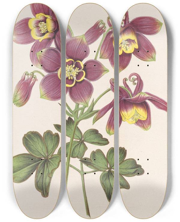 Triptych art skateboard deck of Charles Antoine Lemaire Aquilegia Spectabilis by Charles Antoine Lemaire (1800-1871)