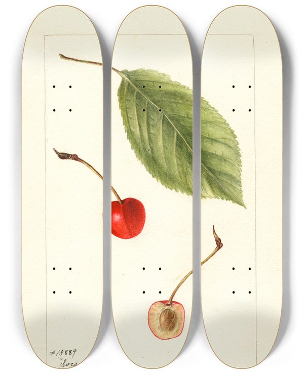 Triptych art skateboard deck of Bertha Heiges Prunus Avium Socsany White by Bertha Heiges (1866-1956)
