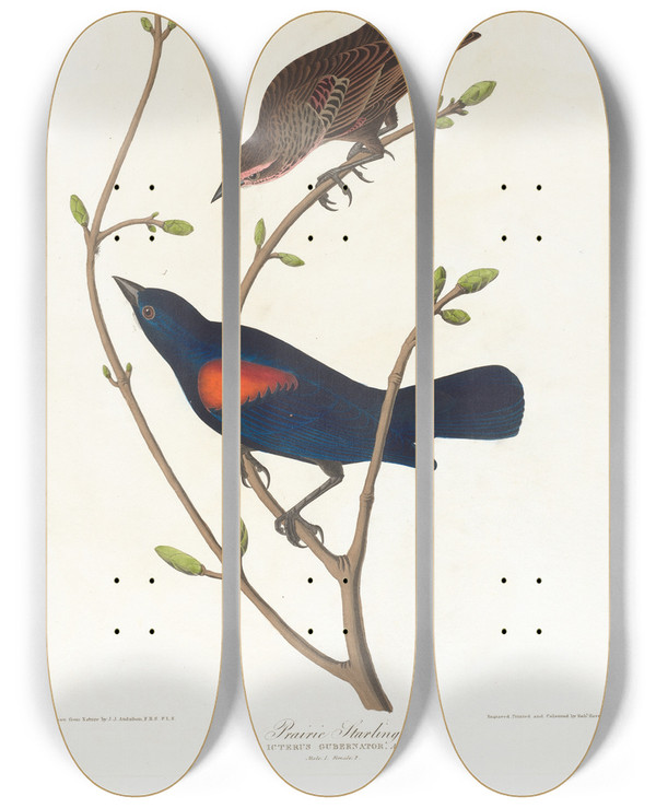 Triptych art skateboard deck of John James Audubon Prairie Starling by John James Audubon (1785-1851)
