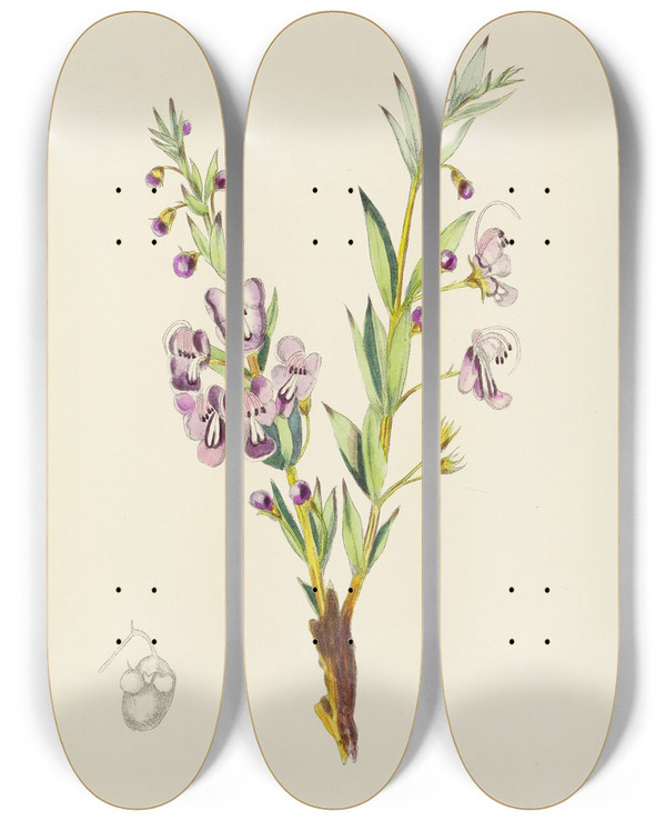 Triptych art skateboard deck of Illtyd Buller Poleevans Clerodendron Triphyllum by Illtyd Buller Pole-Evans (1879-1968)
