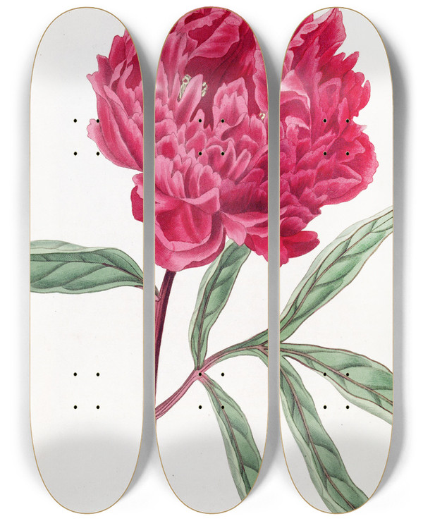 Triptych art skateboard deck of Sydenham Edwards Pottss Chinese Paeony by Sydenham Edwards (1768-1819)