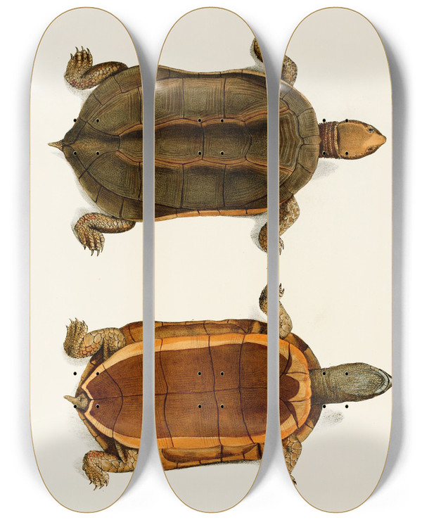 Triptych art skateboard deck of Johann Baptist Von Spix Emys Canaliculata by Johann Baptist Von Spix (1781-1826)
