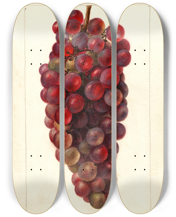 Triptych art skateboard deck of Deborah Griscom Passmore Vitis Bauch by Deborah Griscom Passmore (1840-1911)