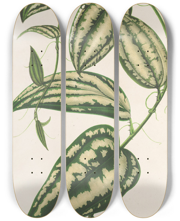 Triptych art skateboard deck of Charles Antoine Lemaire Smilax Ornata by Charles Antoine Lemaire (1800-1871)