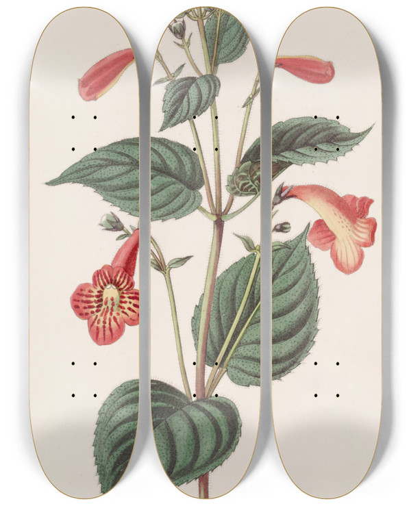 Triptych art skateboard deck of Sydenham Edwards Longstalked Achimenes by Sydenham Edwards (1768-1819)
