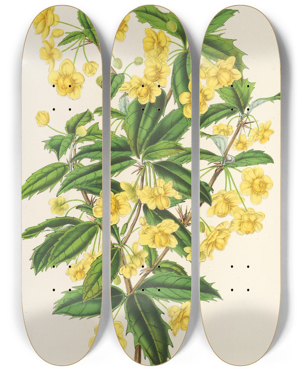 Triptych art skateboard deck of Charles Antoine Lemaire Berberis Hookerii by Charles Antoine Lemaire (1800-1871)
