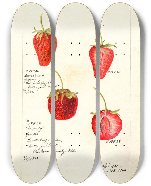 Triptych art skateboard deck of Bertha Heiges Fragaria by Bertha Heiges (1866-1956)