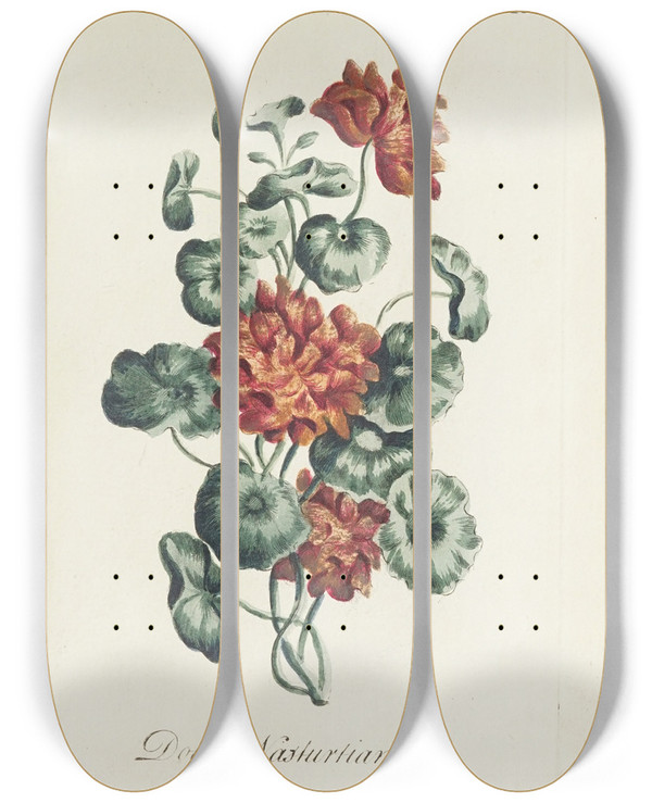 Triptych art skateboard deck of Carington Bowles Double Nasturtian by Carington Bowles (1724-1793)