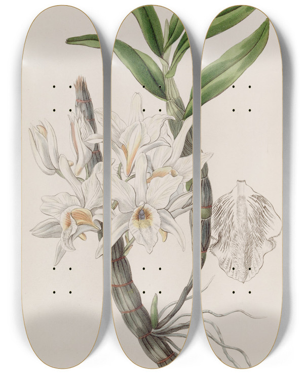 Triptych art skateboard deck of Sydenham Edwards Goldenflowered Dendrobium_1 by Sydenham Edwards (1768-1819)