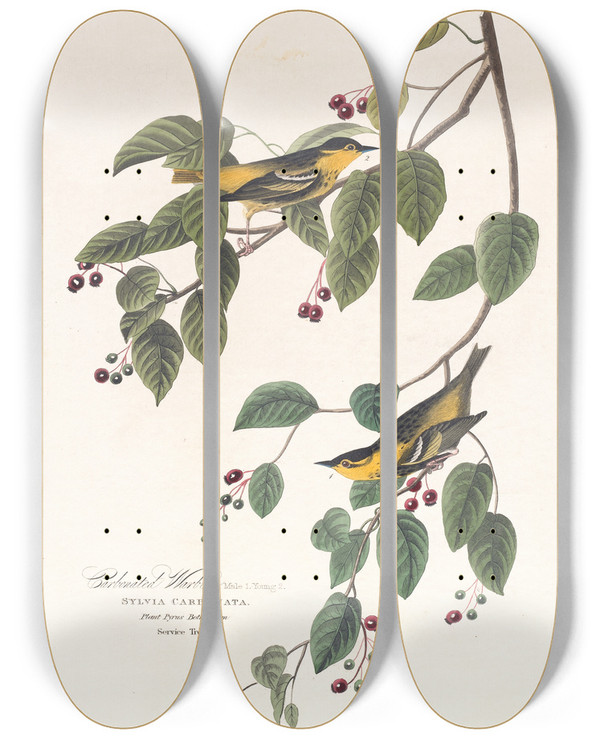 Triptych art skateboard deck of John James Audubon Carbonated Warbler by John James Audubon (1785-1851)