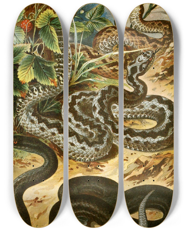 Triptych art skateboard deck of Bruno Drigen Vipera Berus by Bruno Durigen (1853-1930)