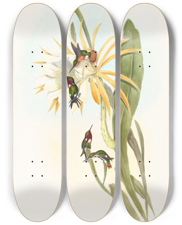 Triptych art skateboard deck of John Gould Calothorax Heliodori by John Gould (1804-1881)