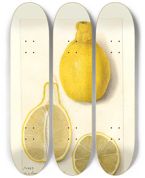 Triptych art skateboard deck of Amanda Almira Newton Citrus Limon Lisbon by Amanda Almira Newton (1860-1943)