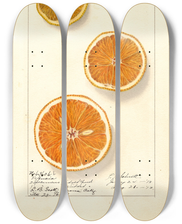 Triptych art skateboard deck of Ellen Isham Schutt Citrus Sinensis Valencia_6 by Ellen Isham Schutt (1873-1955)