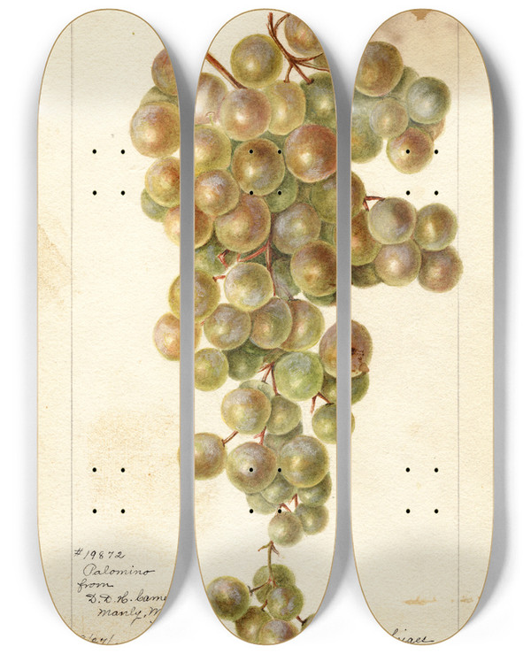 Triptych art skateboard deck of Bertha Heiges Vitis Palomino by Bertha Heiges (1866-1956)