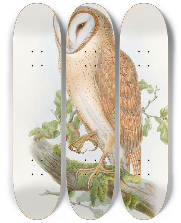 Triptych art skateboard deck of John Gould Indian Screech Owl by John Gould (1804-1881)