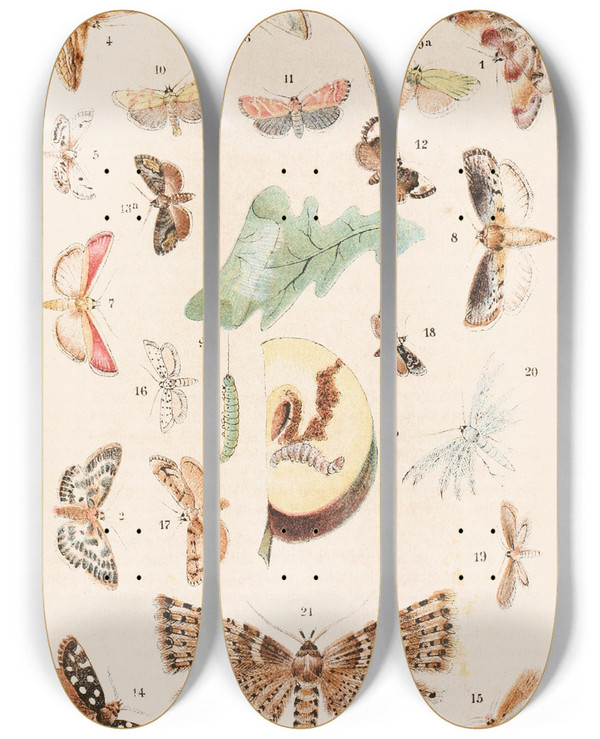 Triptych art skateboard deck of Adolf Speyer Deutsche Schmetterlingskunde Fr Anfnger Nebst Einer Anleitung Zum Sammeln Pl15 by Adolf Speyer (1812-1892)